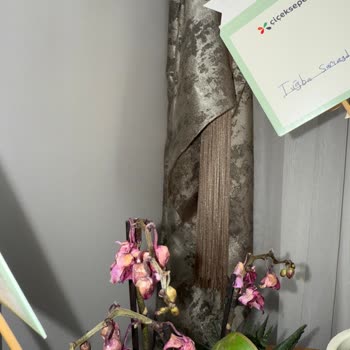 Solmuş Çiçekler Ve İlgisiz Hizmet