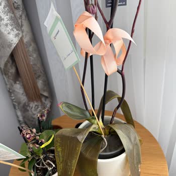 Solmuş Çiçekler Ve İlgisiz Hizmet