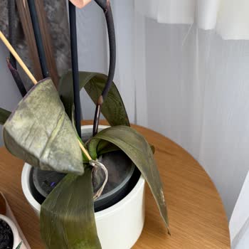 Solmuş Çiçekler Ve İlgisiz Hizmet