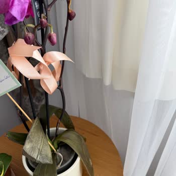 Solmuş Çiçekler Ve İlgisiz Hizmet