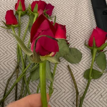 Hayal Kırıklığı Yaratan Yıl Dönümü Çiçekleri