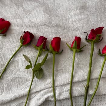 Hayal Kırıklığı Yaratan Yıl Dönümü Çiçekleri