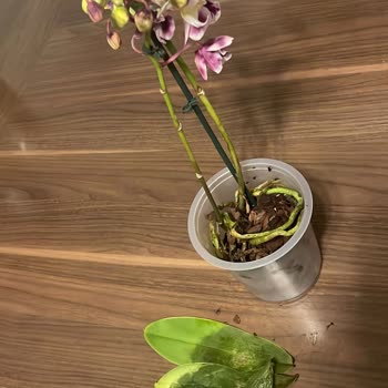 Floraqueen Turkey Geç Teslimat Ve Solmuş Çiçekler İle Hayal Kırıklığı