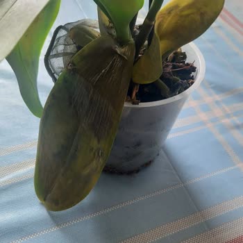 Çiçek Sepeti Hayal Kırıklığı Yaratan Orkide Siparişi