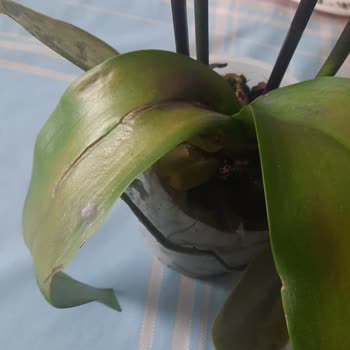 Çiçek Sepeti Hayal Kırıklığı Yaratan Orkide Siparişi