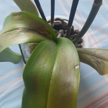 Çiçek Sepeti Hayal Kırıklığı Yaratan Orkide Siparişi