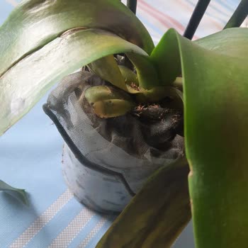 Çiçek Sepeti Hayal Kırıklığı Yaratan Orkide Siparişi