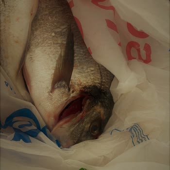 Carrefour Online Siparişimde Sağlık Riski Taşıyan Ürün Teslimatı