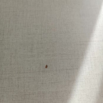 Bellona Mobilya Ürünlerinde Kalite Sorunları