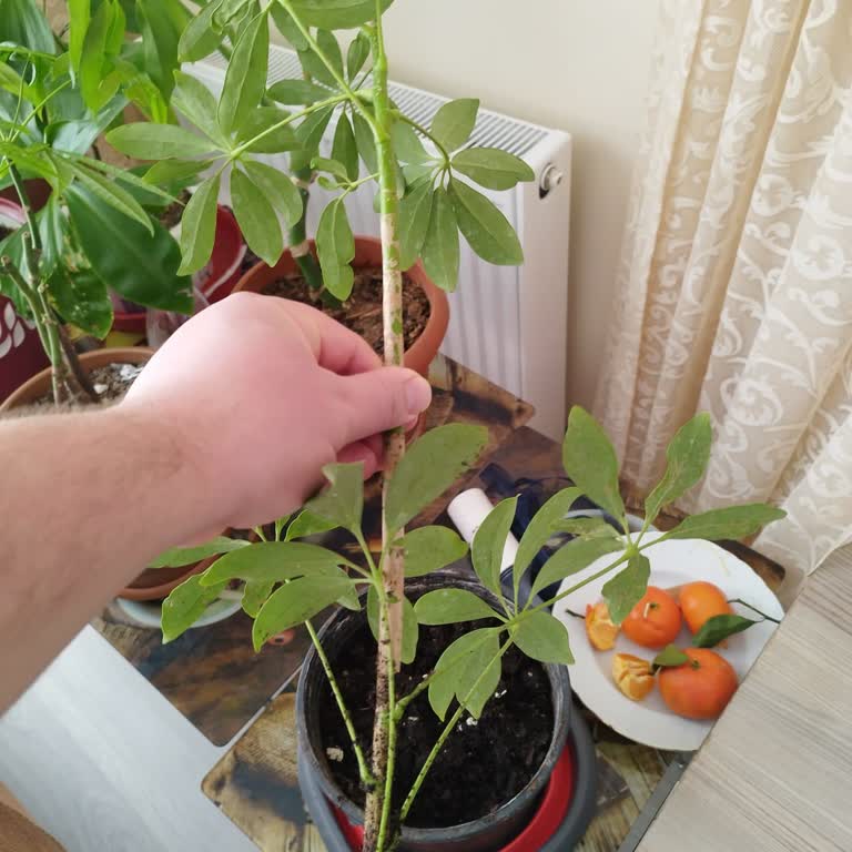 Yanlış Çiçek Siparişi Ve Hayal Kırıklığı