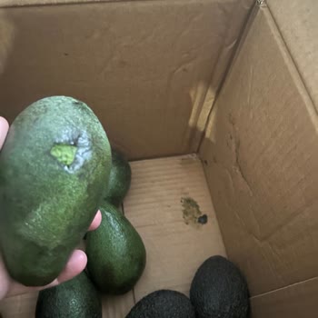 Bozulmuş Avokadolar Ve Sorumluluk Almayan Hizmet