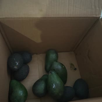 Bozulmuş Avokadolar Ve Sorumluluk Almayan Hizmet