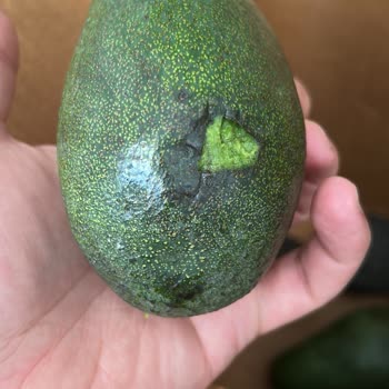 Bozulmuş Avokadolar Ve Sorumluluk Almayan Hizmet