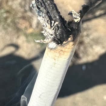 Marlboro Touch Blue Sigarasında Süregelen Odun Parçası Sorunu