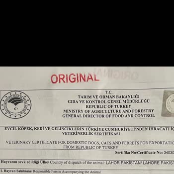 Yanlış Evrak Nedeniyle Uçuş Mağduriyeti Ve Maddi Zarar