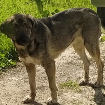 Haybulans'ın Zamanında Müdahale Etmemesi