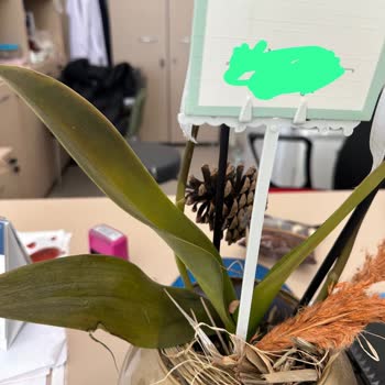 Ölü Çiçek Teslimatı Ve Yetersiz Müşteri Hizmeti