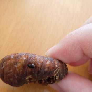 Paketli Gıdada Böcek Şoku: Güven Sarsılıyor