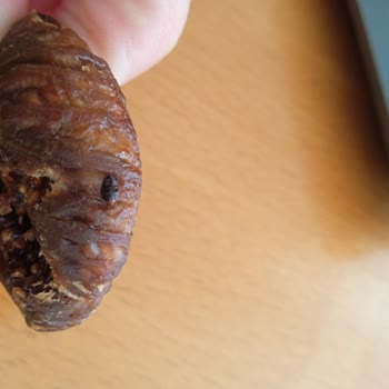 Paketli Gıdada Böcek Şoku: Güven Sarsılıyor