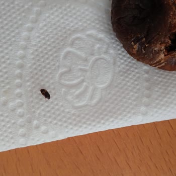 Paketli Gıdada Böcek Şoku: Güven Sarsılıyor