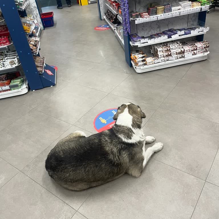 Opet Market İçerisindeki Sokak Köpekleri Halk Sağlığını Tehdit Ediyor