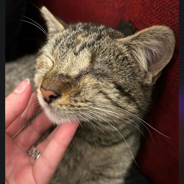 Kdz Ereğli Belediyesi'nin İlgisizliği: Enfeksiyonlu Kedi Sorunu