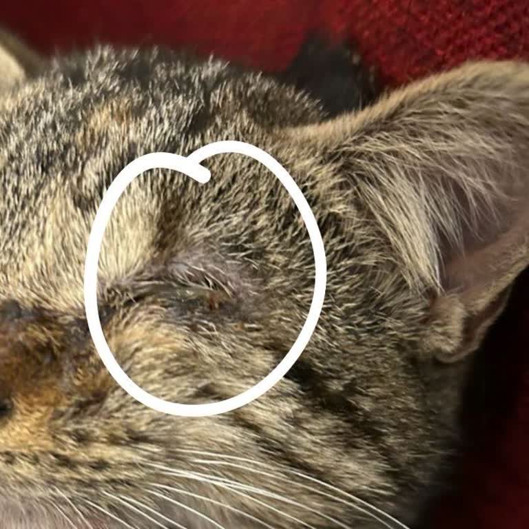 Gözü Yaralı Sokak Hayvanına Yardım Çağrısı