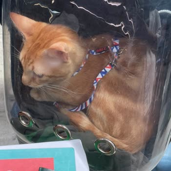 Turkish Airlines Denied Boarding to My Cat Due to Certificate Error