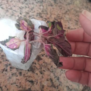 Yurtiçi Kargo İvedilikle Yaşattığı Mağduriyeti Gidermesini İstiyorum