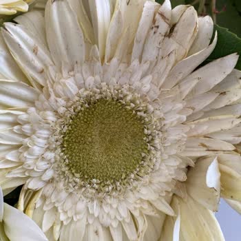 Solmuş Çiçeklerle Hayal Kırıklığı: Çiçek Sepeti Siparişi