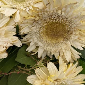 Solmuş Çiçeklerle Hayal Kırıklığı: Çiçek Sepeti Siparişi