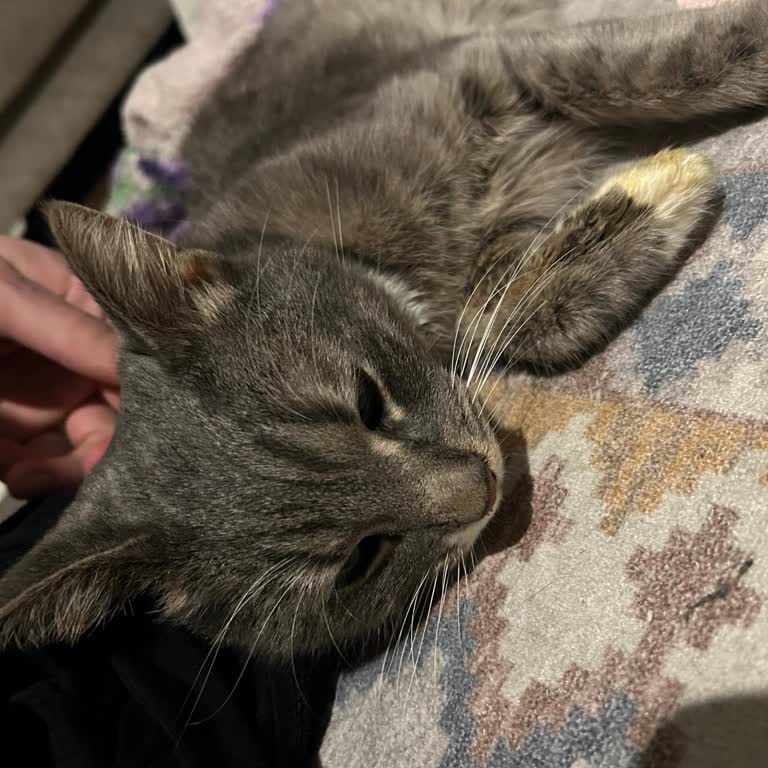 İncirli Veteriner Kliniği (Kartaltepe) Apar Topar Eve Yollattı