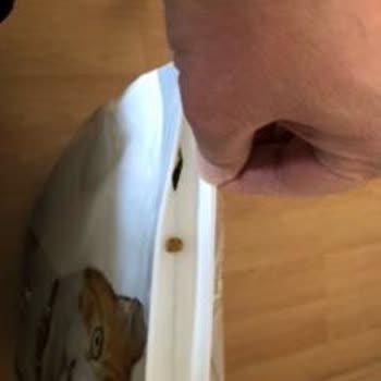 Açık Gelen Kedi Maması Ve Yetersiz Müşteri Hizmeti