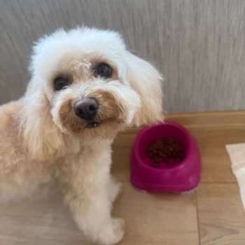 Lucky Paws Pet Kuaför Ömer Taşkın'dan Şikayetçiyiz