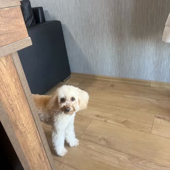 Lucky Paws Pet Kuaför Ömer Taşkın'dan Şikayetçiyiz