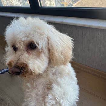 Lucky Paws Pet Kuaför Ömer Taşkın'dan Şikayetçiyiz