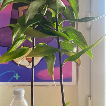 Yanlış Çiçek Gönderimi Ve Kalitesiz Ürün Deneyimi