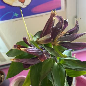 Yanlış Çiçek Gönderimi Ve Kalitesiz Ürün Deneyimi