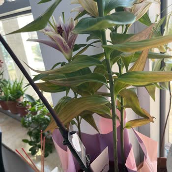 Doğum Günü Sürprizinde Hayal Kırıklığı: Çiçek Ve Çikolata Sorunu