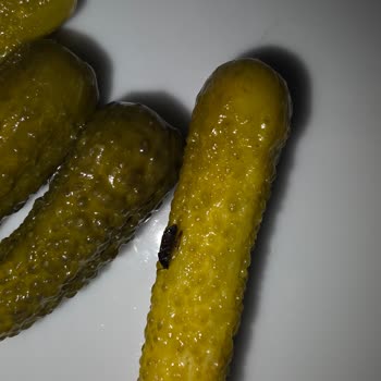 Kornişon Turşusunda Beklenmedik Sürpriz