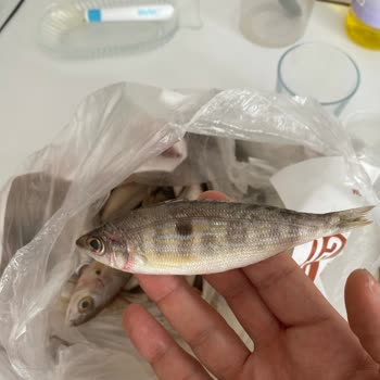 Migros'tan Gelen Bayat Balık Şoku