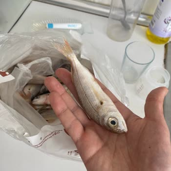 Migros'tan Gelen Bayat Balık Şoku