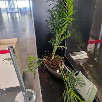 Kadınlar Günü Hediyesi Hüsranı: Dağılmış Teraryum Ve İade Sorunu