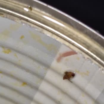 Konserve Mısırda Böcek Şoku