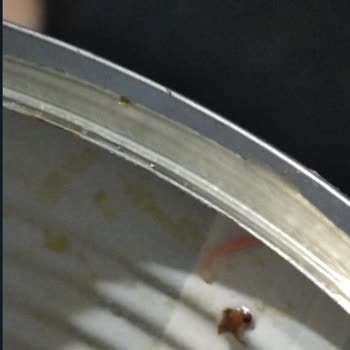 Konserve Mısırda Böcek Şoku