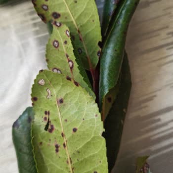 Çiçek Teslimatında Hayal Kırıklığı Ve İletişim Sorunu