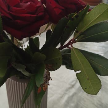 Çiçek Teslimatında Hayal Kırıklığı Ve İletişim Sorunu