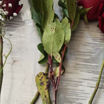 Çiçek Teslimatında Hayal Kırıklığı Ve İletişim Sorunu