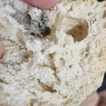 Küflü Ekmek Ve Güven Sorunu