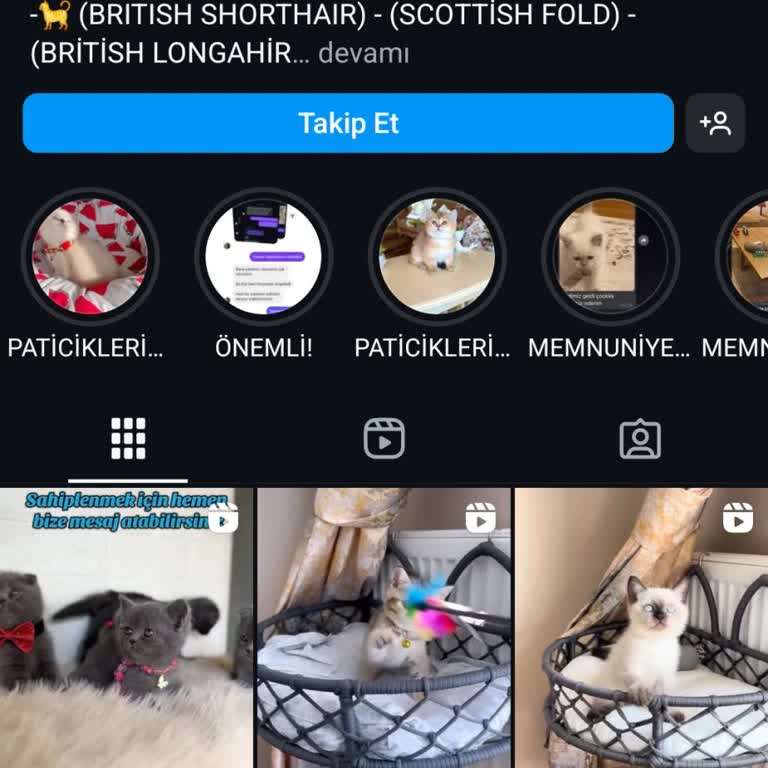 Ücretsiz Kedi Sahiplendirme İddiası: Gizli Masraflar Ve Şüpheli Belgeler